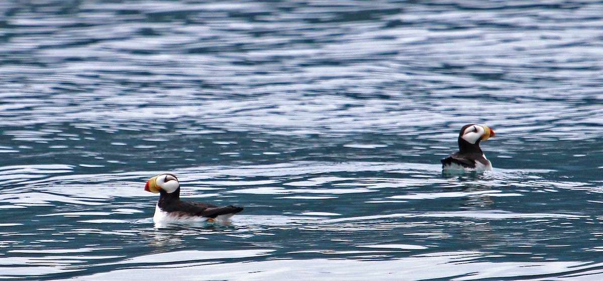 Horned Puffin - ML140530821