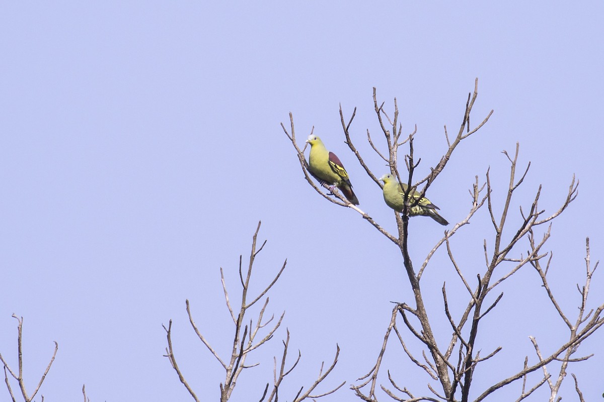 Gray-fronted Green-Pigeon - ML140533251