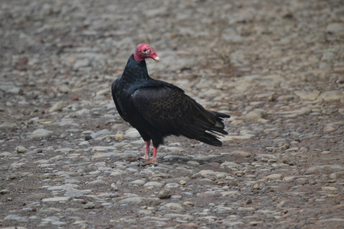 Turkey Vulture - ML140533281