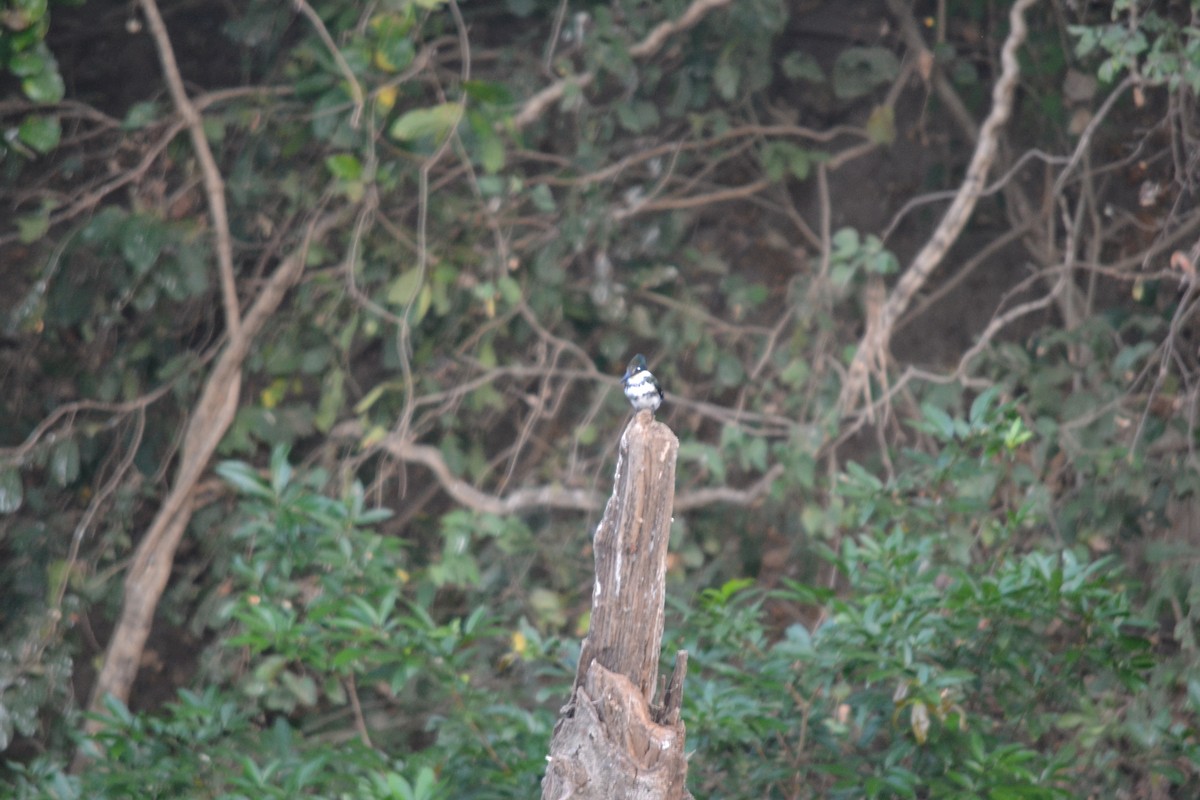 Belted Kingfisher - Guy Tremblay