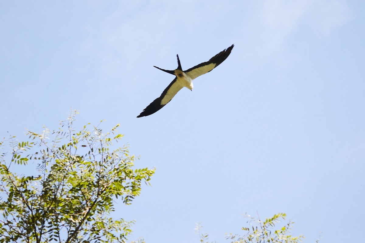 Swallow-tailed Kite - ML140533811