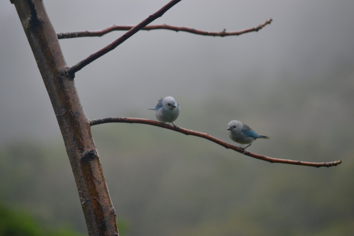 Blue-gray Tanager - ML140535231