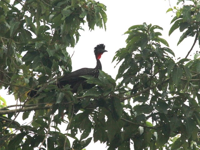 Crested Guan - ML140535711