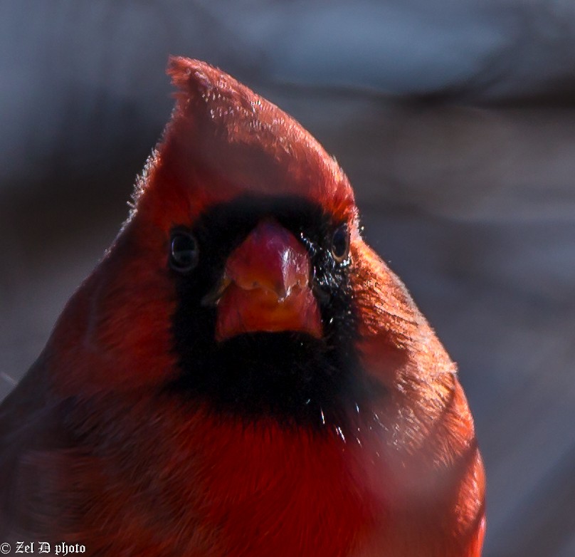 Northern Cardinal - Louise Falcon