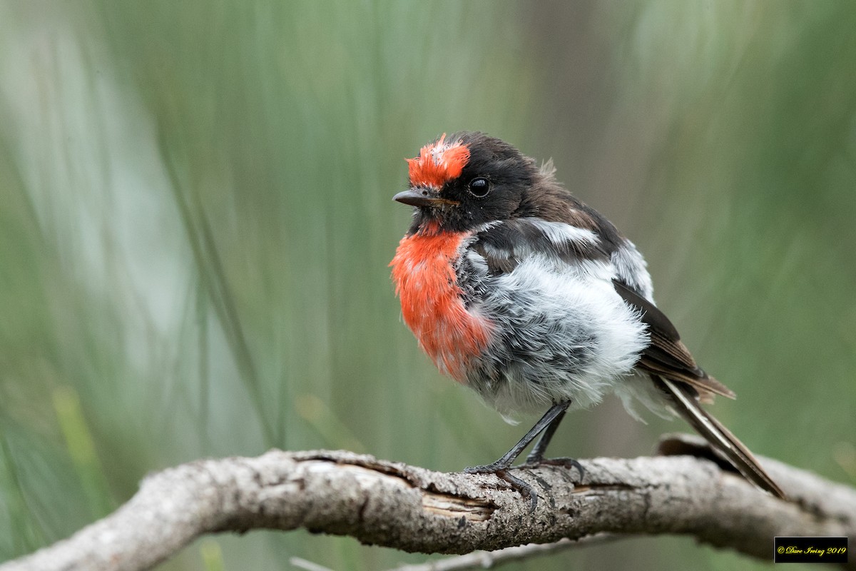 Red-capped Robin - ML140536541