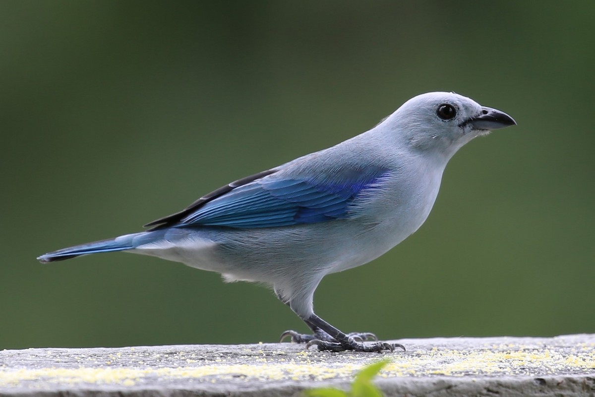 Blue-gray Tanager - ML140536651