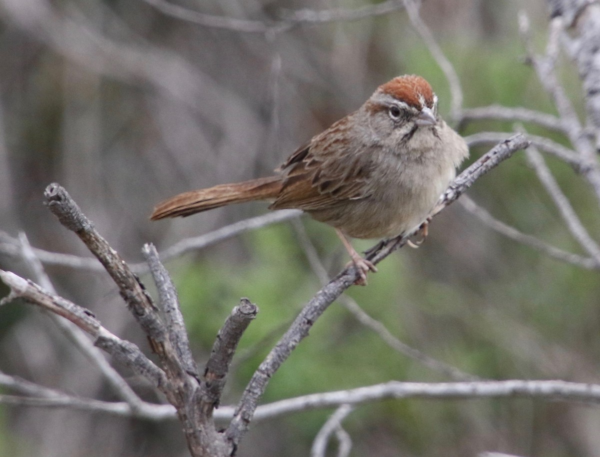 Rufous-crowned Sparrow - Millie and Peter Thomas