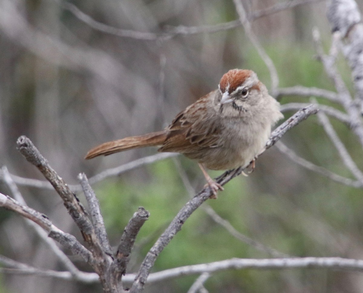 Rufous-crowned Sparrow - Millie and Peter Thomas