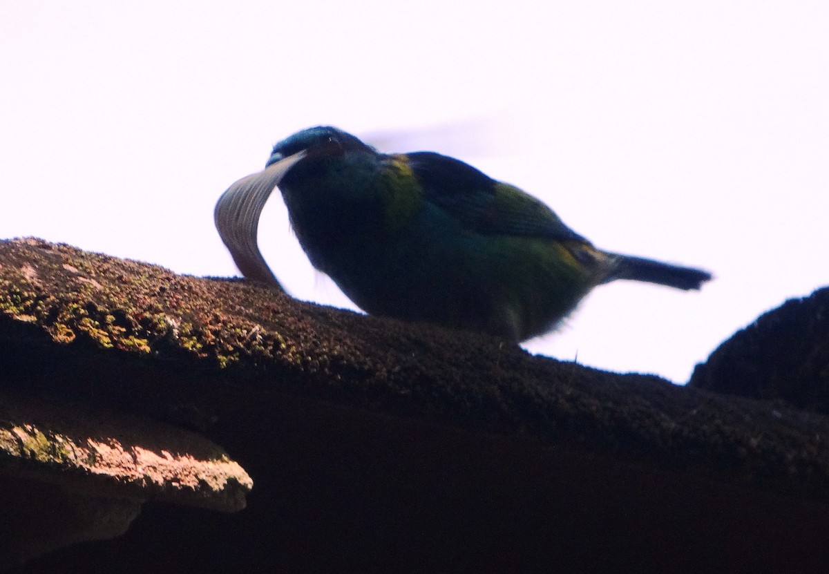 Green-headed Tanager - ML140538311
