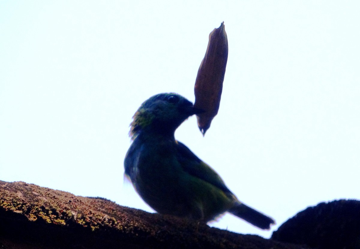 Green-headed Tanager - ML140538391