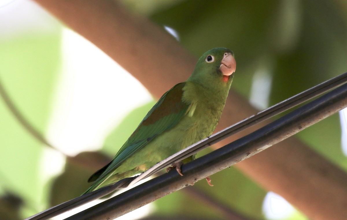 Orange-chinned Parakeet - John Bruin