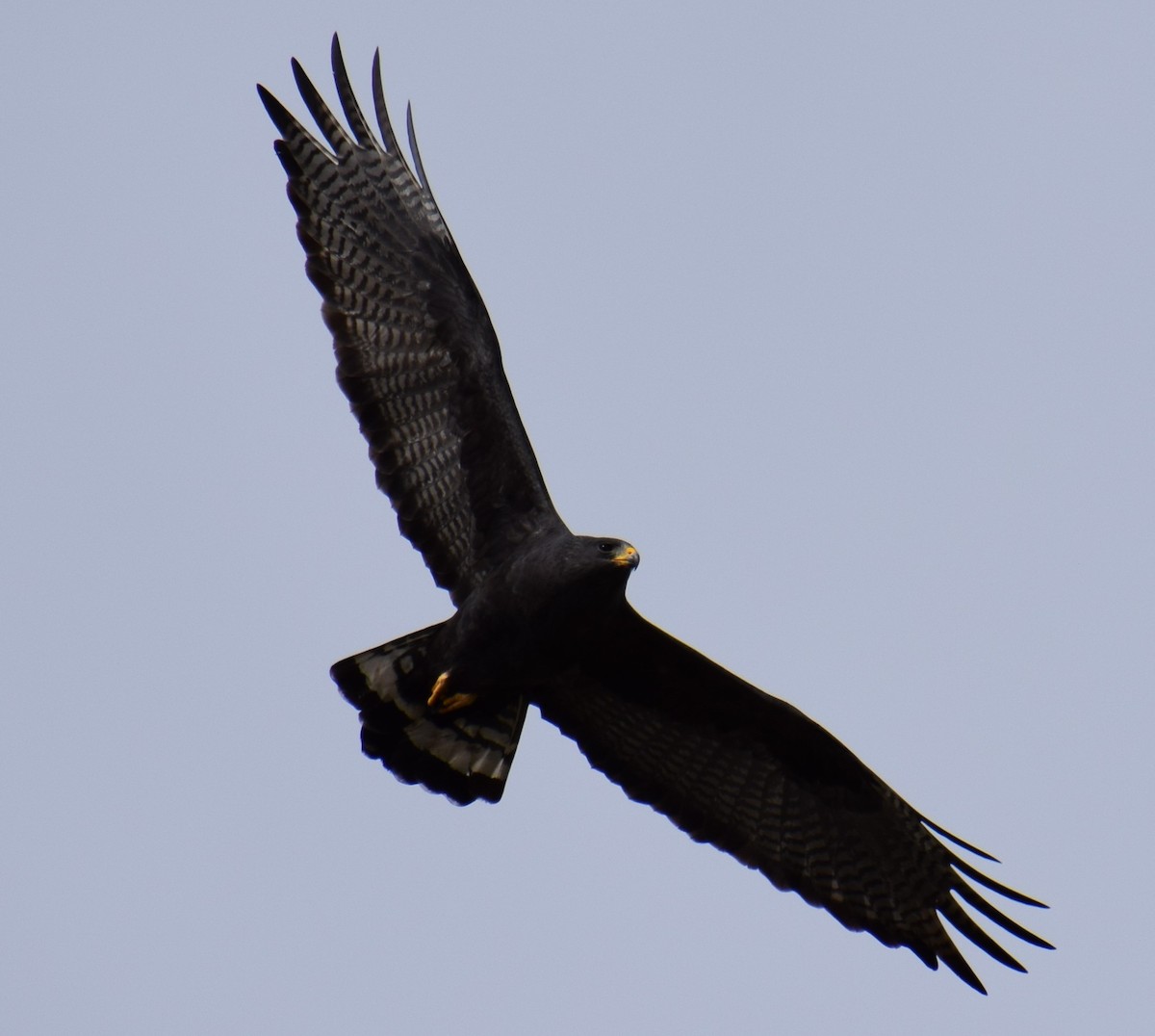 Zone-tailed Hawk - Sebastian Casarez