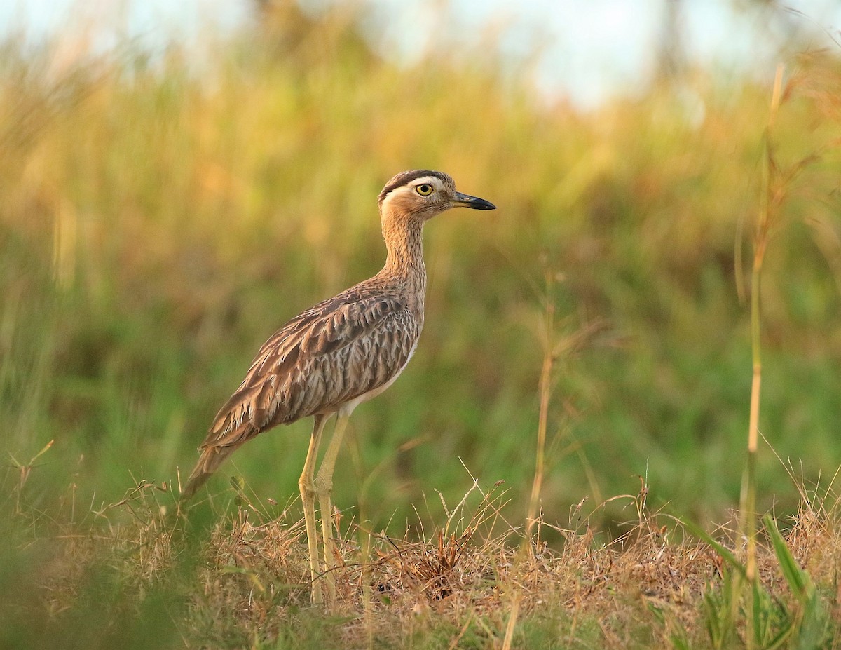 Double-striped Thick-knee - ML140541381