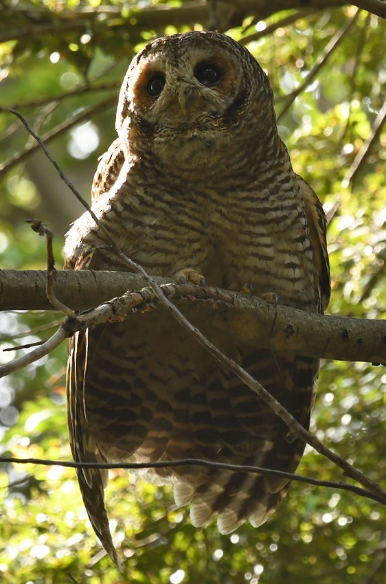 Rufous-legged Owl - Ricardo  Matus