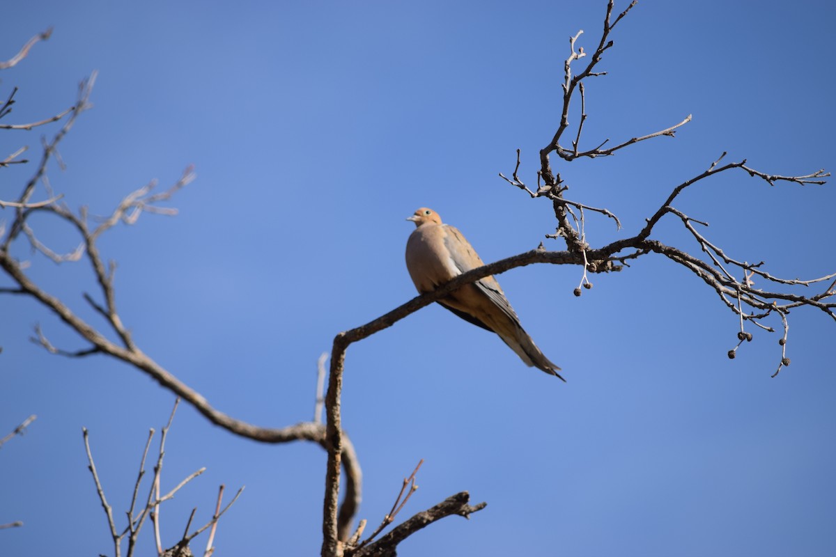 Mourning Dove - Hadie Muller