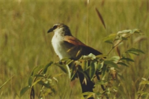 White-browed Coucal - ML140542521