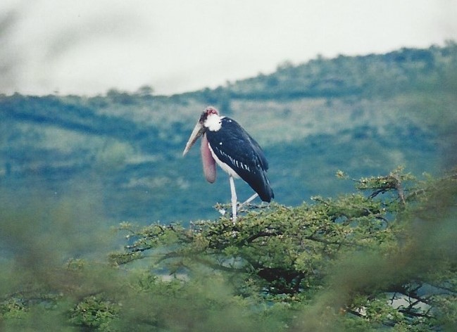 Marabou Stork - Dick Plambeck