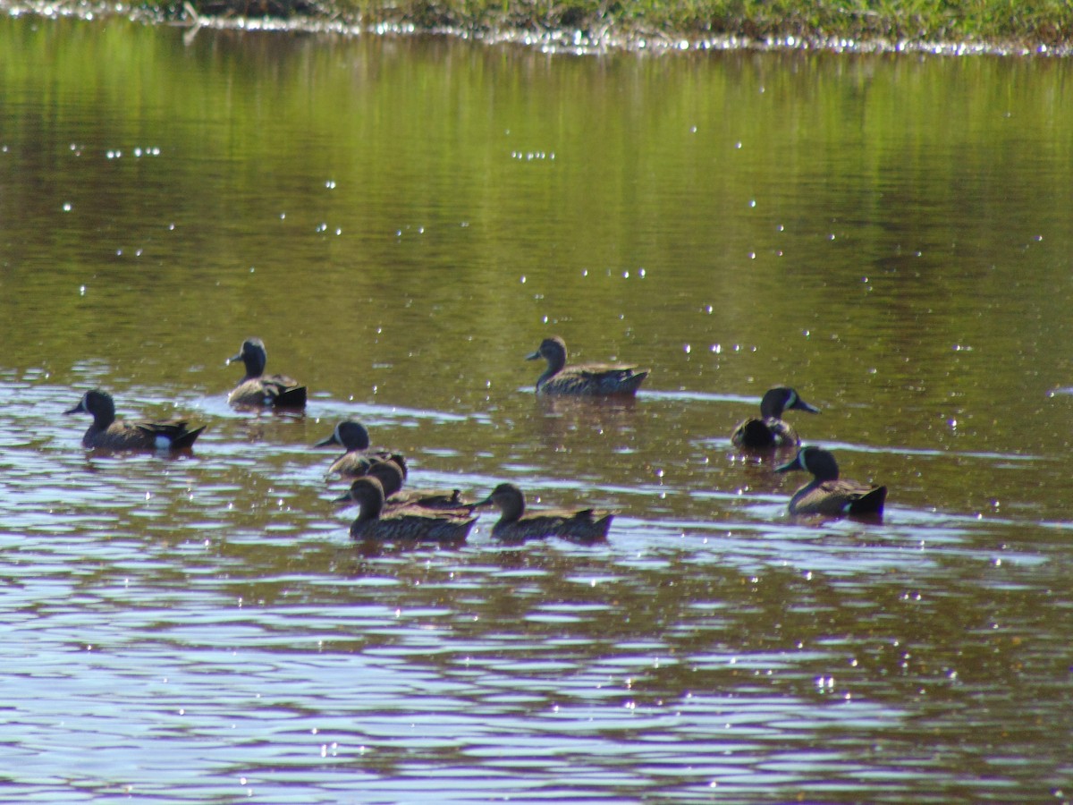 Blue-winged Teal - ML140543121