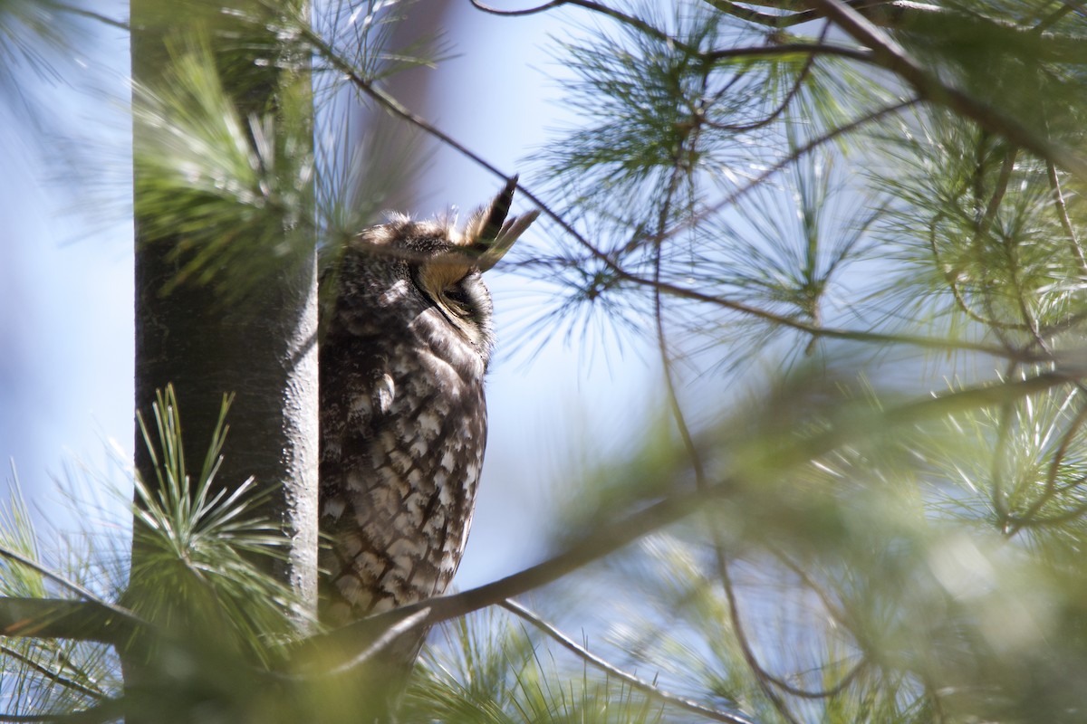 Long-eared Owl (American) - Beth Finney