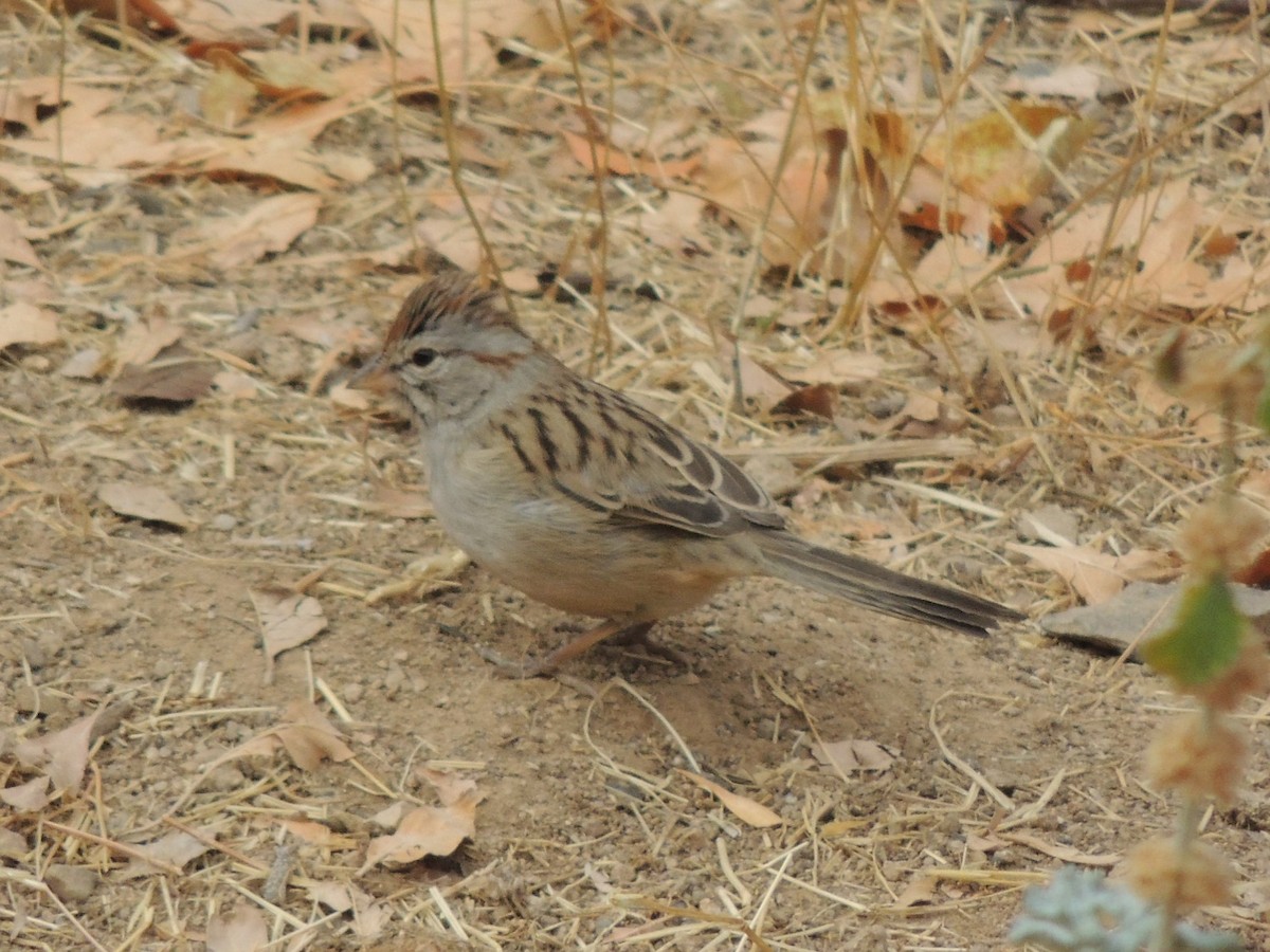 Rufous-winged Sparrow - Peter Bono