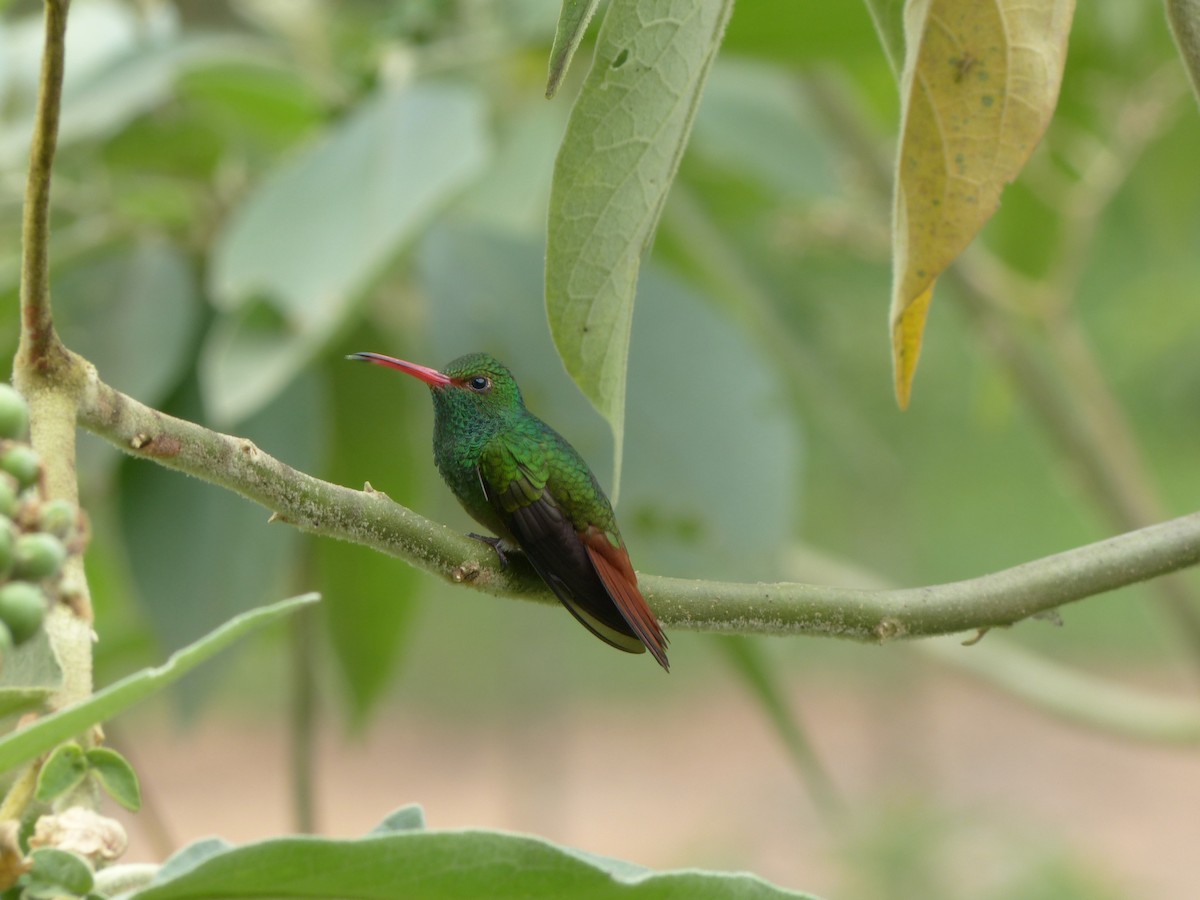 Rufous-tailed Hummingbird (Rufous-tailed) - Frank Mayer
