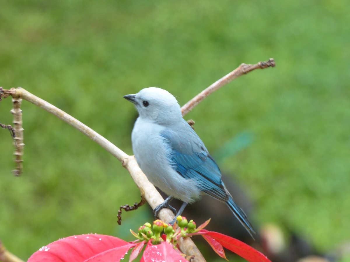 Blue-gray Tanager (Blue-gray) - Frank Mayer
