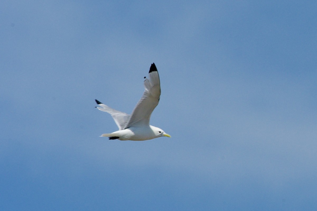 Mouette tridactyle - ML140549651