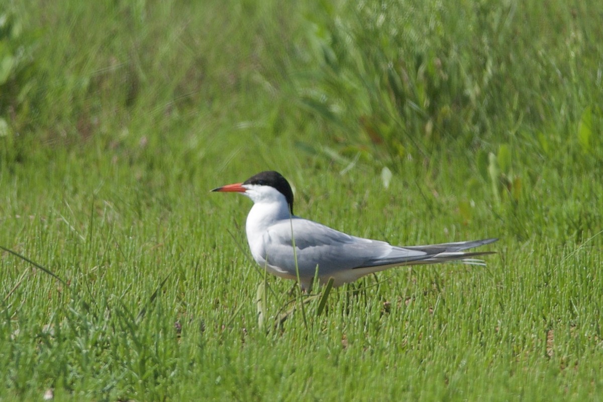 Common Tern - André Couture