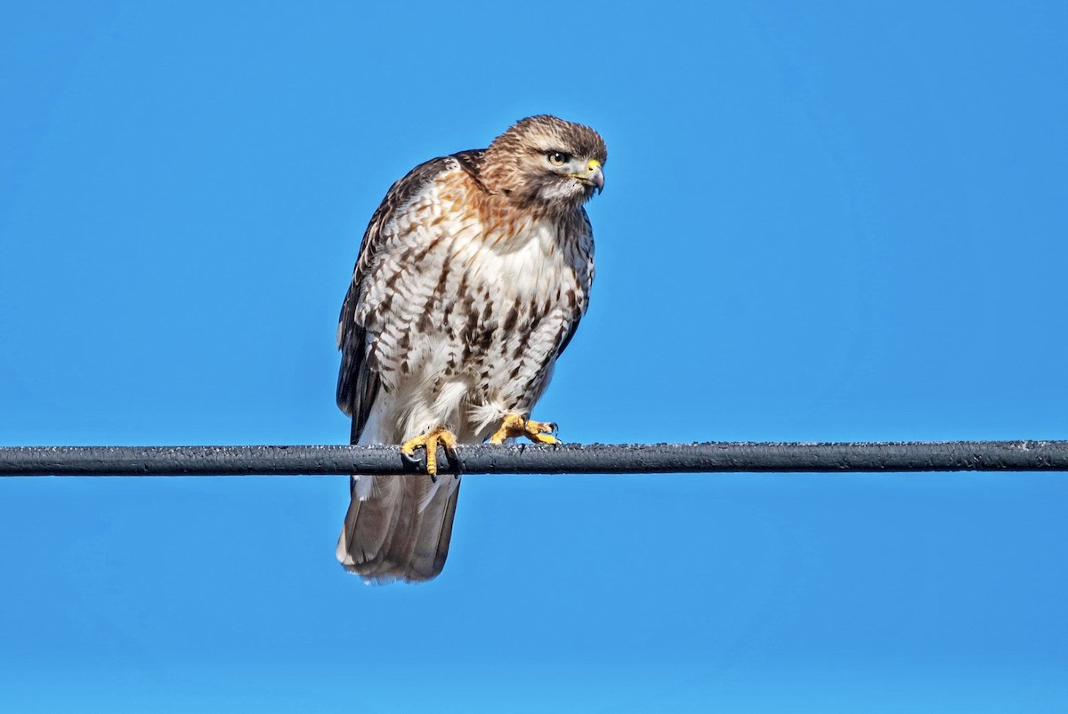 Red-tailed Hawk - Andrew Simon