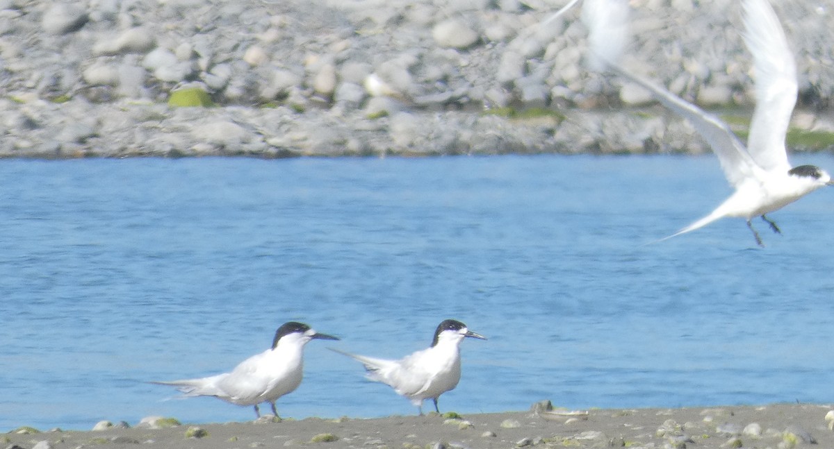 White-fronted Tern - ML140551191