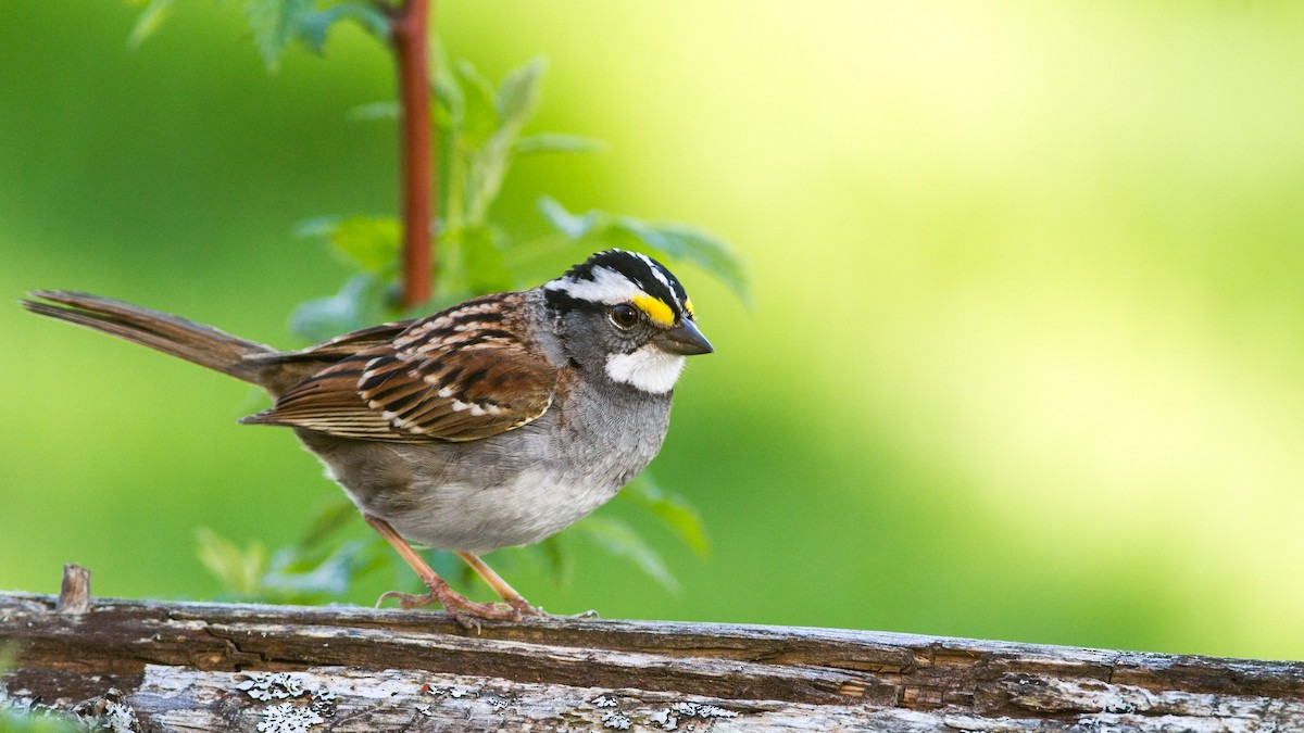 White-throated Sparrow - Fyn Kynd