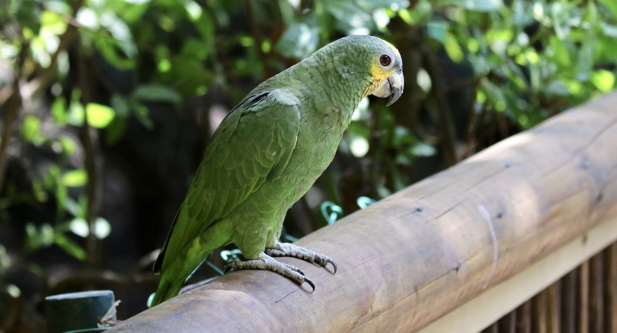 Orange-winged Parrot - John Bruin