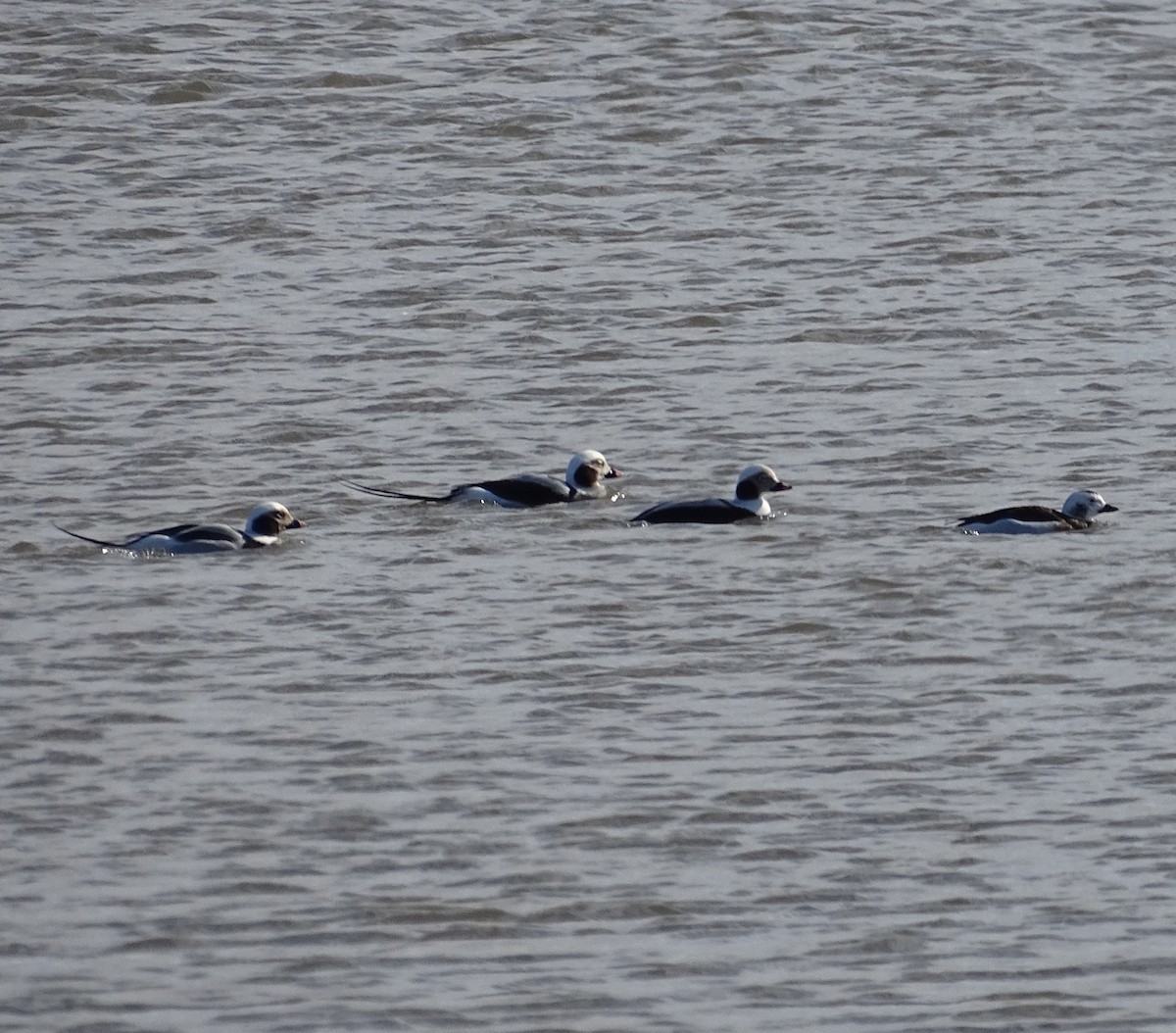Long-tailed Duck - ML140551661