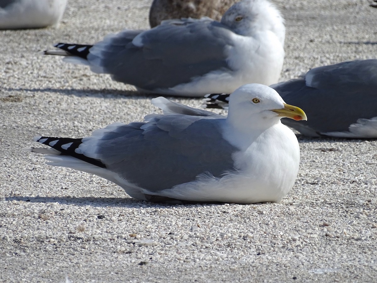Herring Gull (American) - ML140552821