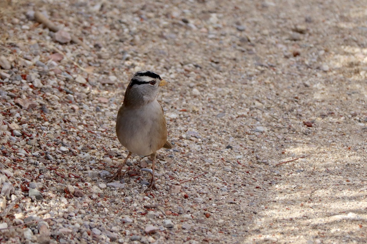 White-crowned Sparrow - Sarah Spotten