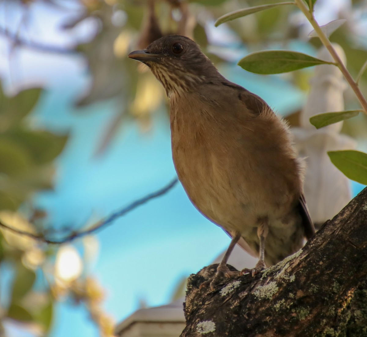 Pale-breasted Thrush - ML140554661