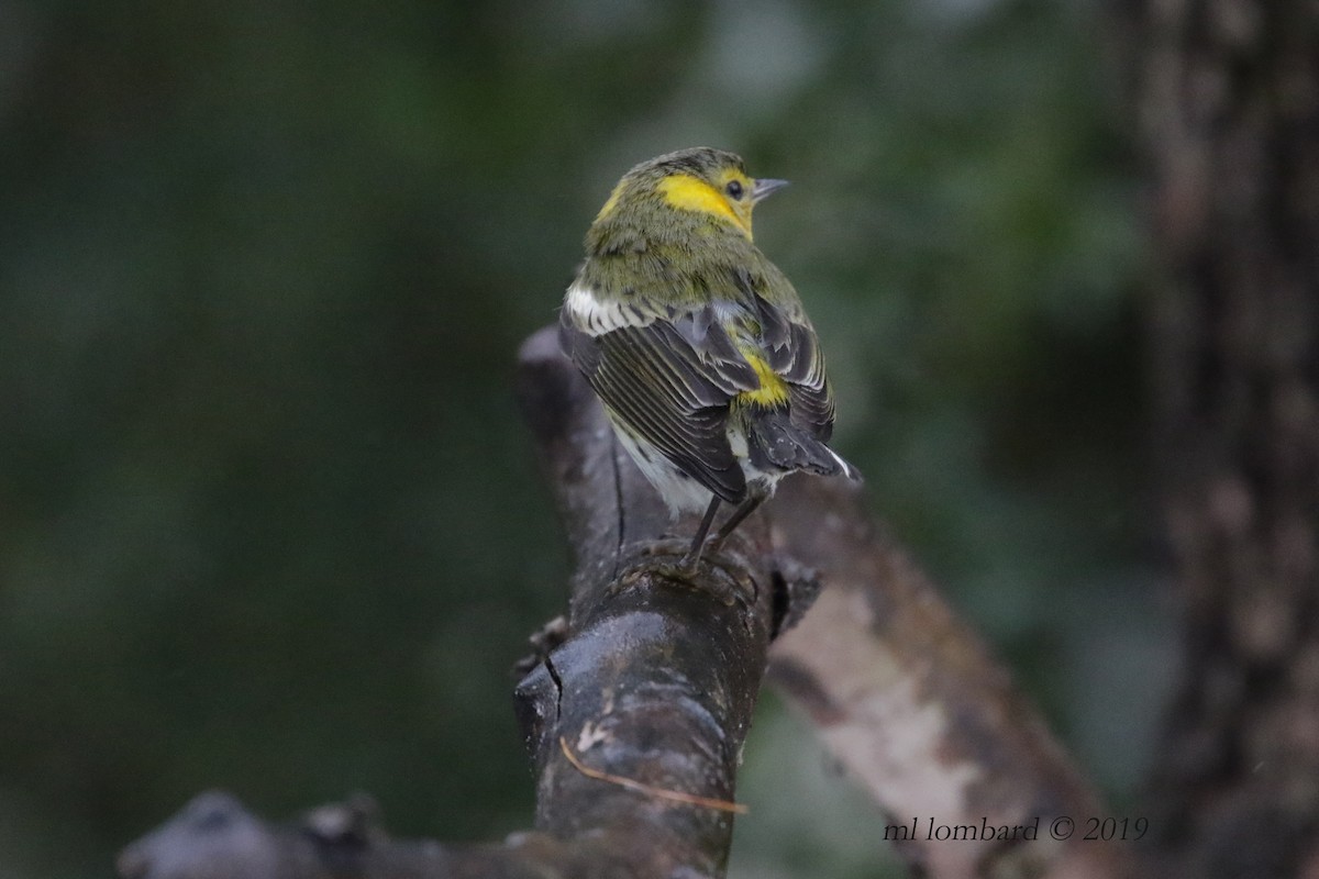Cape May Warbler - M Lombard