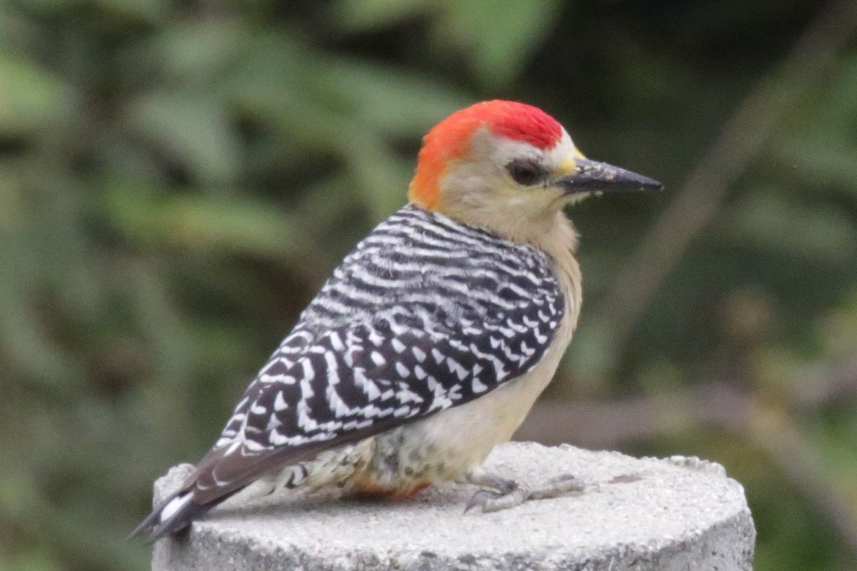 Red-crowned Woodpecker - ML140558291