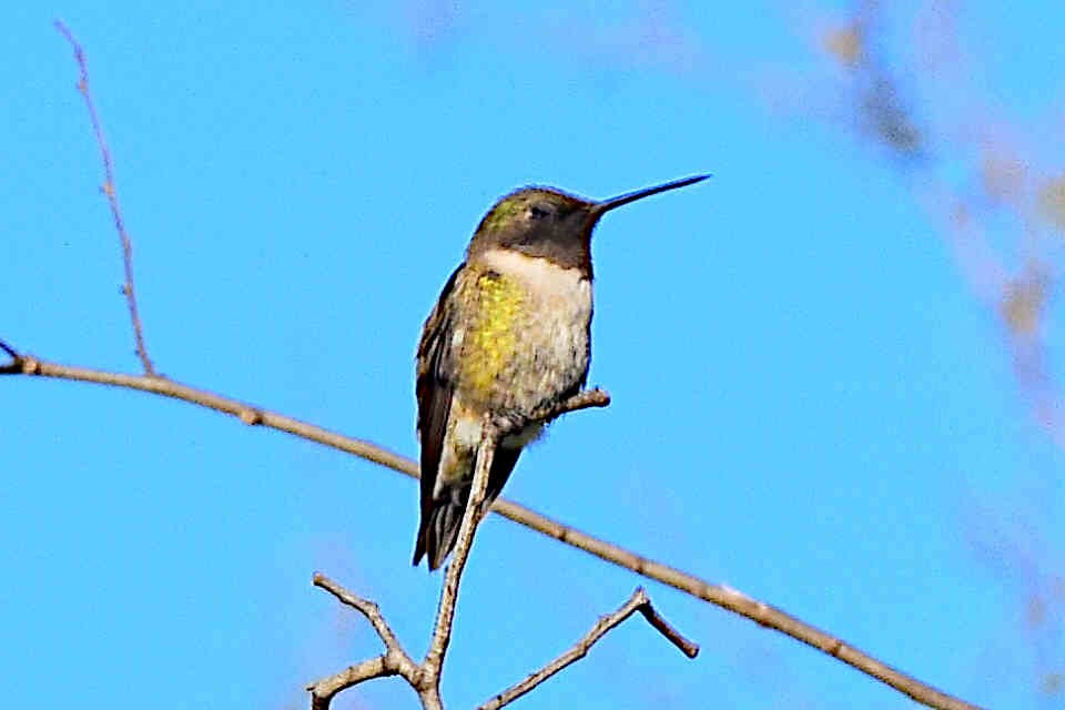 Black-chinned Hummingbird - Steve and Sue Whitmer
