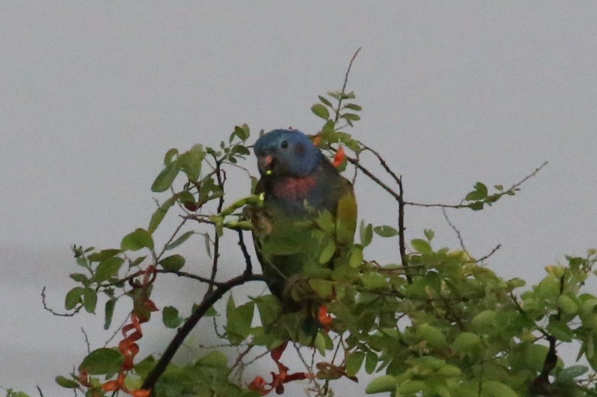 Blue-headed Parrot - ML140559031