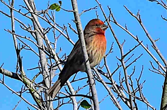 House Finch - Steve and Sue Whitmer