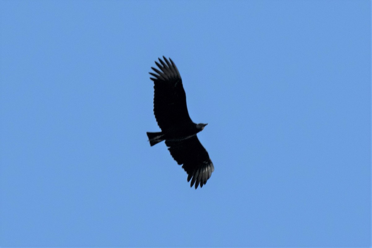 Black Vulture - ML140559321