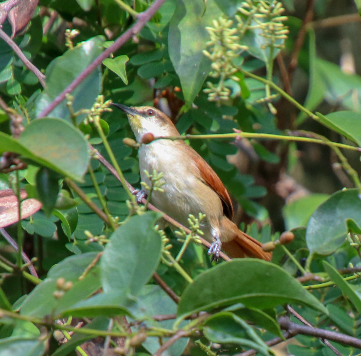 Yellow-chinned Spinetail - ML140560771
