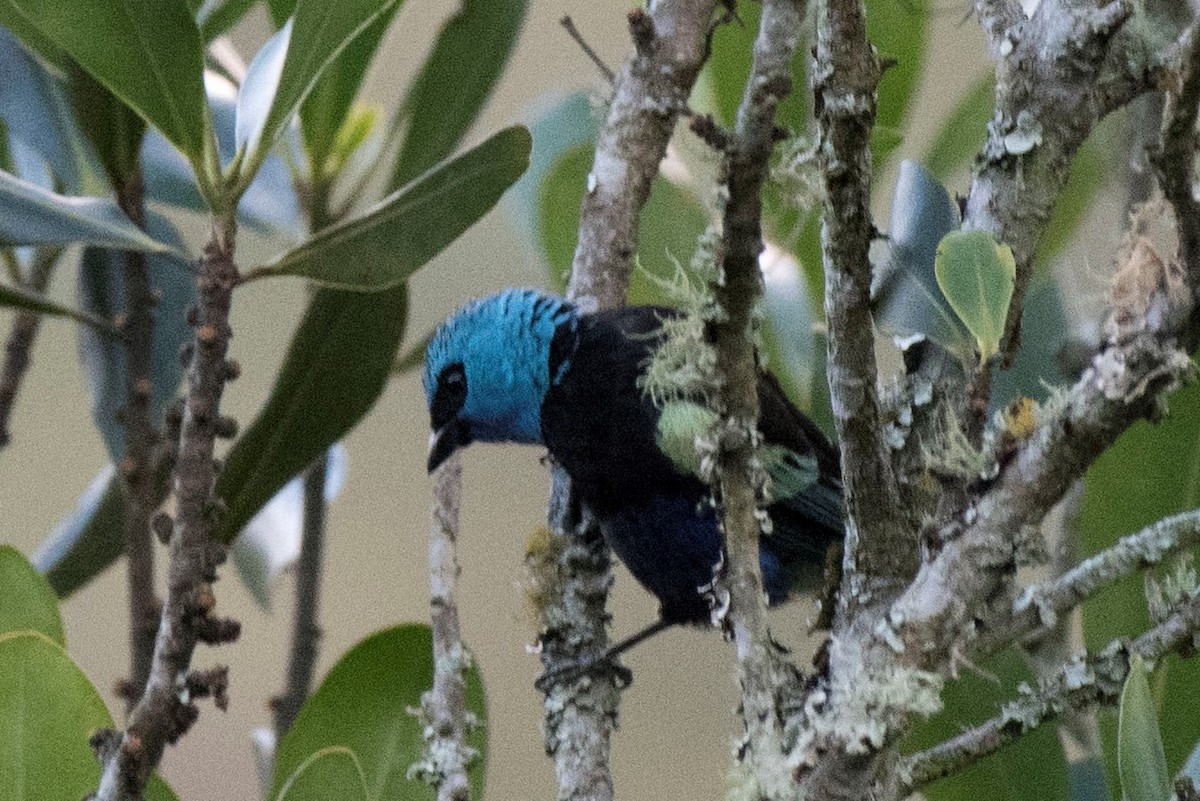 Blue-necked Tanager - ML140562091