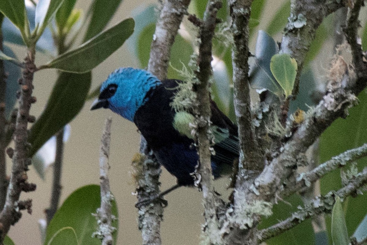 Blue-necked Tanager - ML140562101