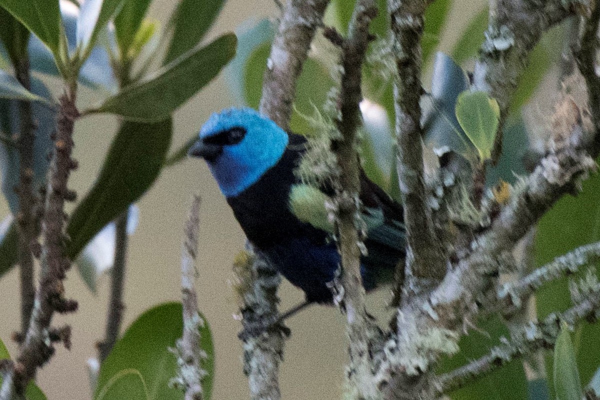 Blue-necked Tanager - ML140562301