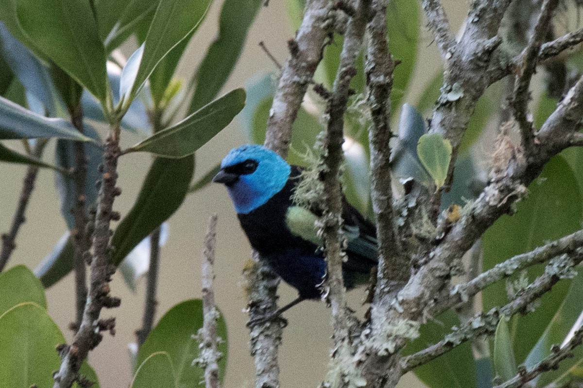 Blue-necked Tanager - ML140562311