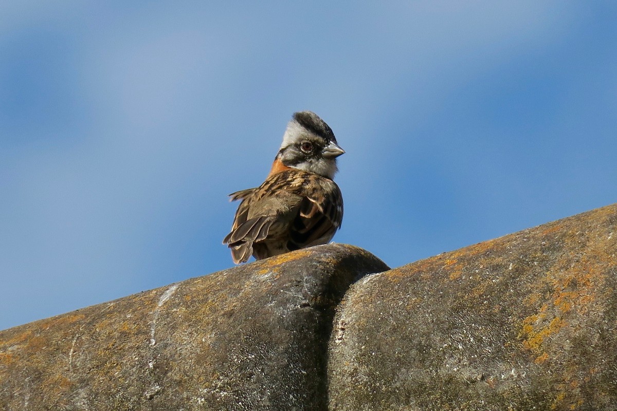 Rufous-collared Sparrow - Joe Coppock