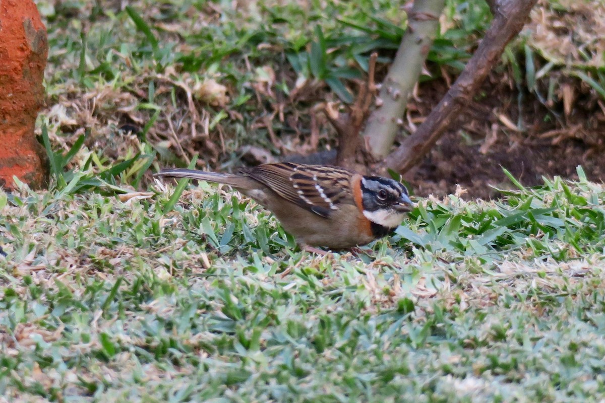 Rufous-collared Sparrow - ML140563081