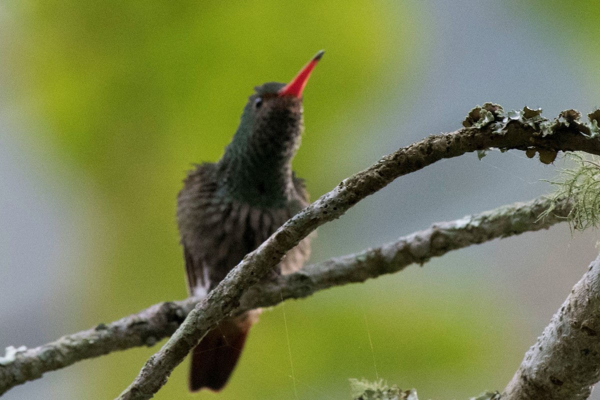 Rufous-tailed Hummingbird - ML140563091